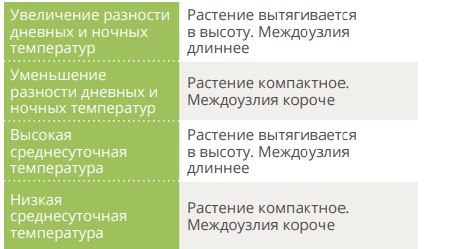 дневные и ночные температуры для рассады