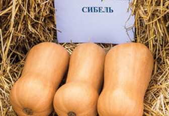 Тыква 