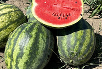 Арбуз 