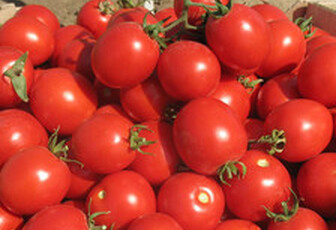 Томат 