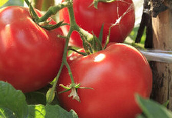 Томат 
