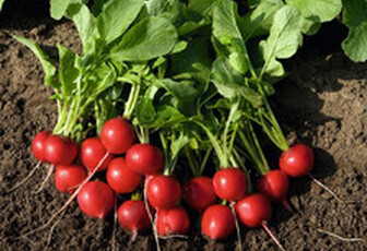 Редис 