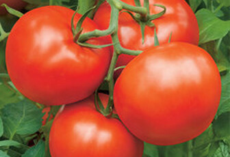 Томат 