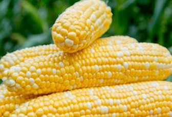 Кукуруза 