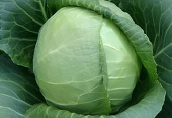 Капуста белокачанная 