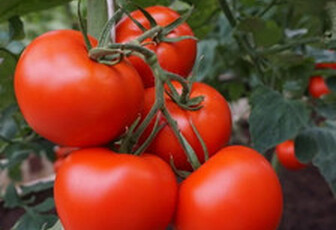 Томат 