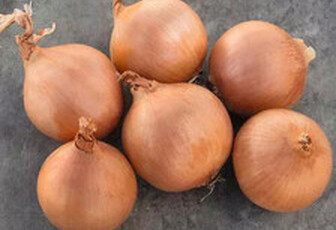 Лук репчатый 