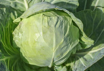 Капуста белокачанная 