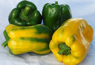 Перец сладкий 