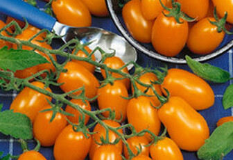 Томат черри 