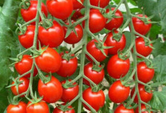 Томат черри  