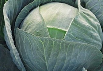 Капуста белокочанная 