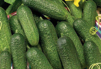 Огурец 