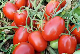 Томат 