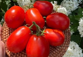 Томат 
