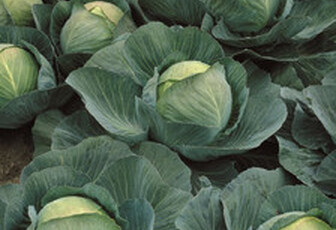 Капуста белокочанная 