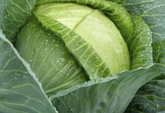 Капуста белокочанная 