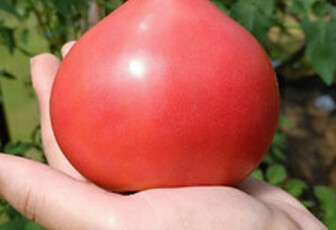 Томат 