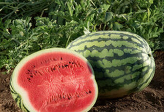 Арбуз 