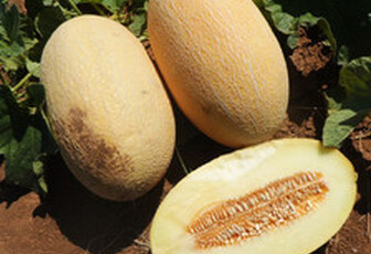 Дыня 