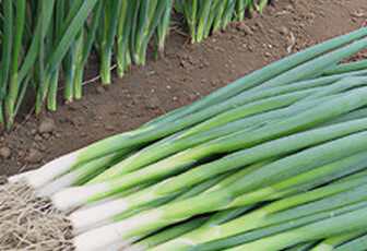 Лук на перо 