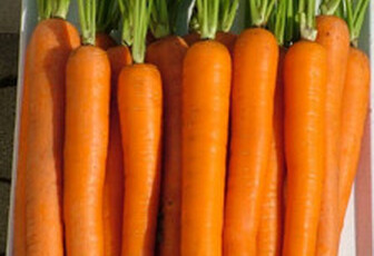 Морковь 