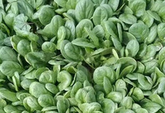 Шпинат 