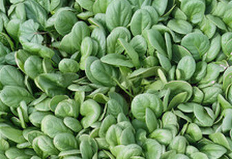 Шпинат 
