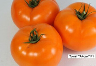 Томат 