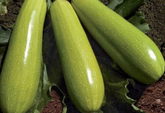 Кабачок 