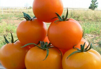 Томат TI-169 