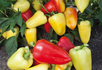 Перец сладкий 