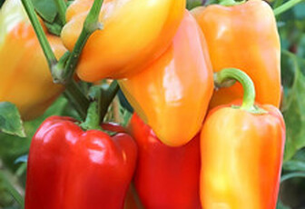 Перец 