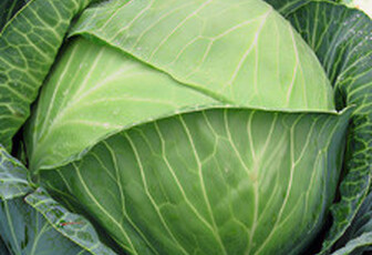Капуста белокочанная 