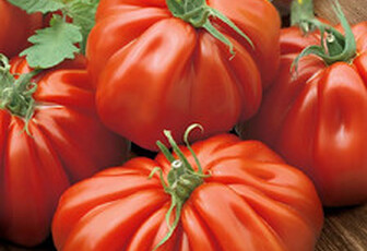 Томат 