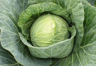 Капуста 