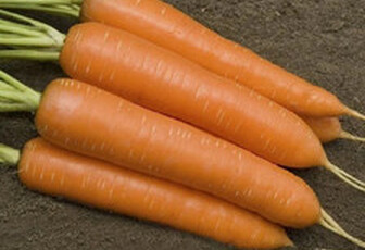 Морковь 