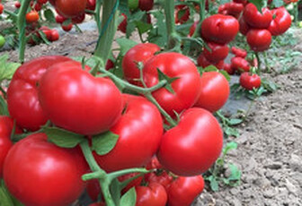 Томат 