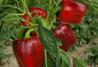 Перец 