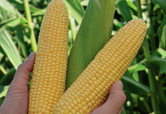 Кукуруза сахарная 