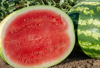 Арбуз 