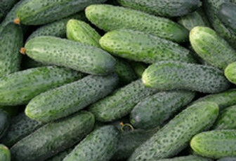 Огурец 