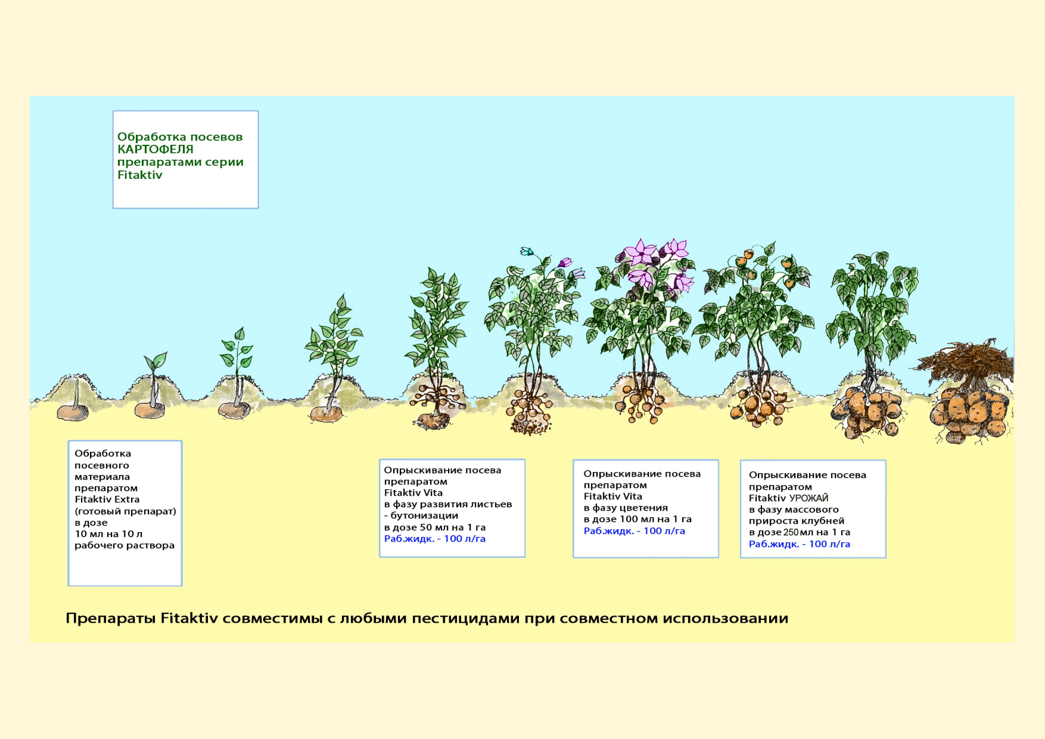 обработка картофеля препаратами фитактив